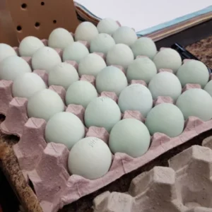Blue Egger™ Hatching Eggs