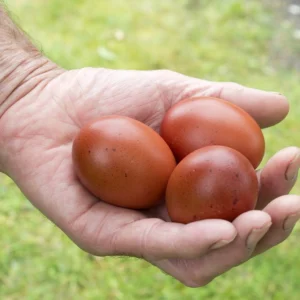 Chocolate Egger™ Hatching Eggs