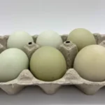 Green Egger™ Hatching Eggs