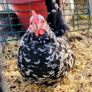 mottled japanese bantam for sale