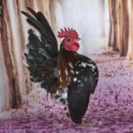 american serama hens for sale