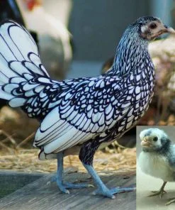 silver sebright bantam for sale