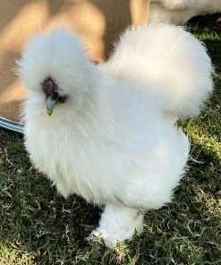 white silkie day old chicks for sale