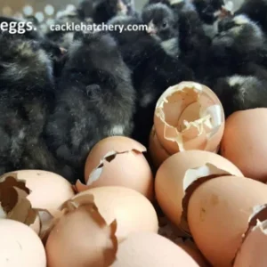 Barred Rock Hatching Eggs