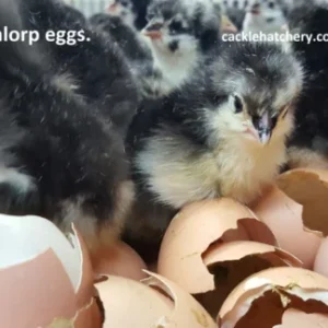 Black Australorp Hatching Eggs