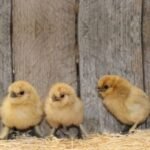 Buff Silkie Bantam Chicks