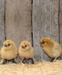 Buff Silkie Bantam Chicks
