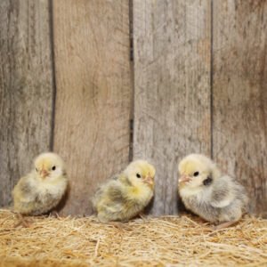 silver sebright bantam chicks for sale