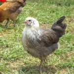 Easter Egger Bantam
