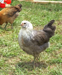 Easter Egger Bantam