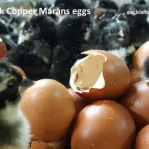 French Black Copper Marans Hatching Eggs