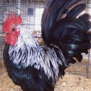 gray japanese bantam hens for sale