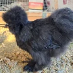 black silkie hens for sale