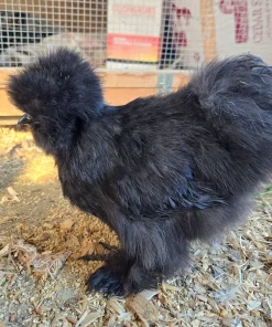 black silkie hens for sale