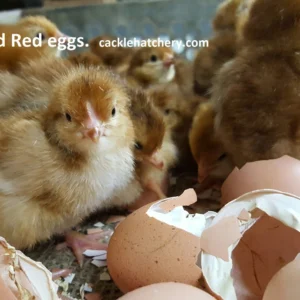 Rhode Island Red Hatching Eggs