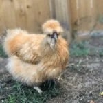 Buff Silkie Bantam laying hens