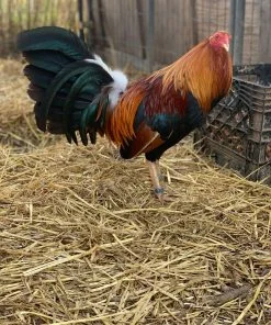 Original Double Right Sweater gamefowl