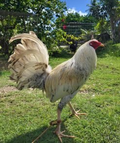 Buy purebred White Bulik gamefowl cocks online