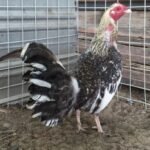 Purebred Bulik Henny Spanish Roosters For Sale