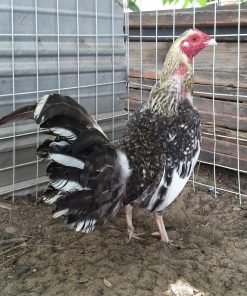 Purebred Bulik Henny Spanish Roosters For Sale