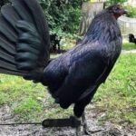 Black Hennie Gamefowl Stags For Sale