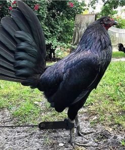 Black Hennie Gamefowl Stags For Sale