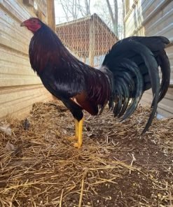 gamefowl for sale-pure bloodline rooster