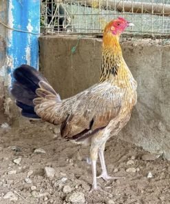 Golden Boy Sweater Pullet for Sale