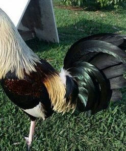 Buy Hatch Grey gamefowl bullstags online