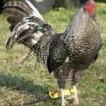 Purebred Black Bulik Gamefowl Roosters For Sale