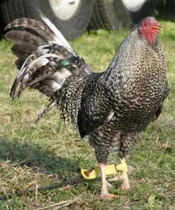Purebred Black Bulik Gamefowl Roosters For Sale