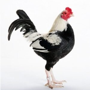 Red Pyle Old English Game Bantam