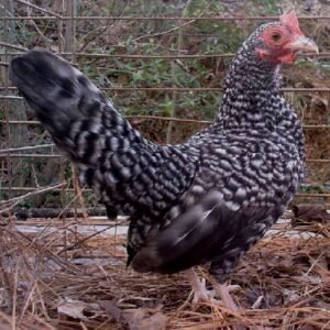 Barred Old English Game Bantam