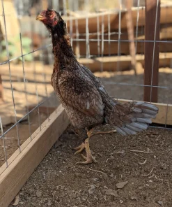 Brazilian Blue Red Gamefowl Hen