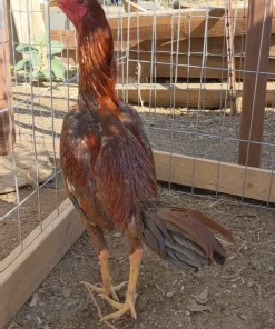 Brazilian Pumpkin gamefowl stag for sale