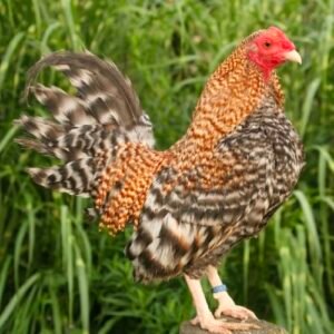 Crele Old English Game Bantam