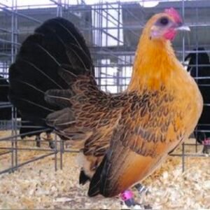Ginger Red Old English Game Bantam
