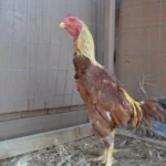 Golden Pumpkin Brazilian rooster for sale