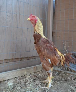 Golden Pumpkin Brazilian rooster for sale