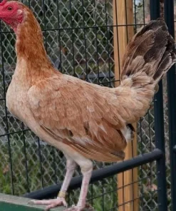 Boston Roundhead gamefowl hens for sale