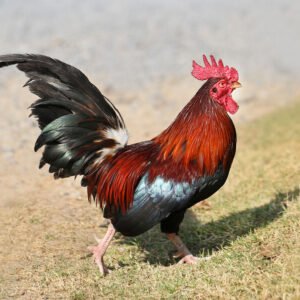 black breasted red