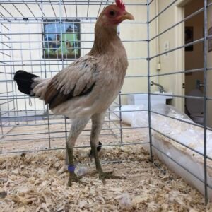 modern game bantam