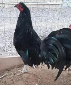 Pure Sid Taylor Black Brood Pair for Sale