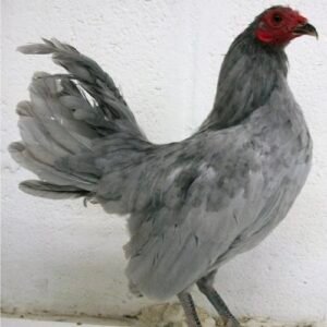 Self Blue Old English Game Bantam