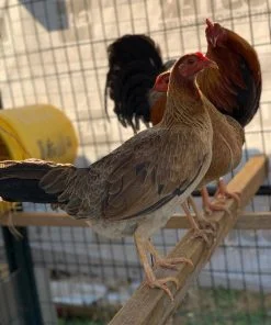 Lemon Sweater gamefowl trio for sale
