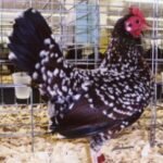 Spangled Old English Game Bantam