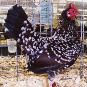 Spangled Old English Game Bantam