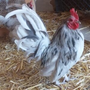 Splash Old English Game Bantam