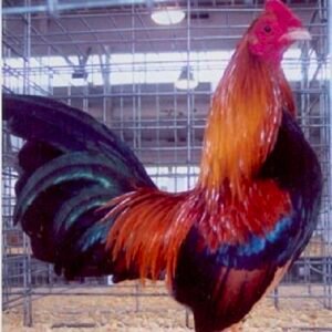 Wheaten Old English Game Bantam
