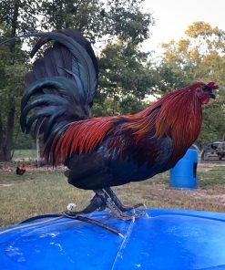 Black Mug Hatch Cross Gamefowl Roosters